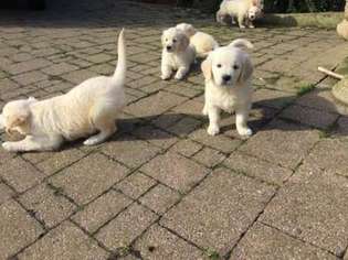 Golden Retriever Puppy for sale in Seattle, WA, USA