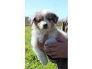 Australian Shepherd Puppy for sale in Montezuma, GA, USA
