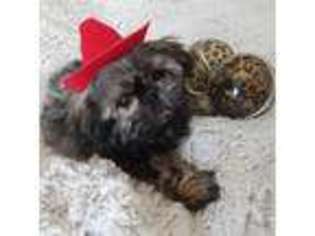 Mutt Puppy for sale in Cedar Park, TX, USA