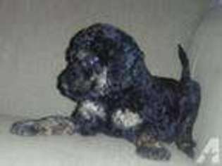 Airedale Terrier Puppy for sale in GREENVILLE, MI, USA