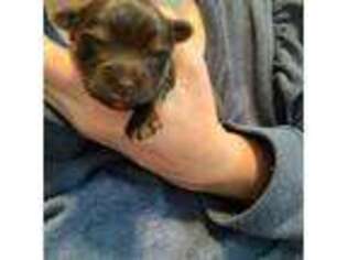 Yorkshire Terrier Puppy for sale in Waco, TX, USA