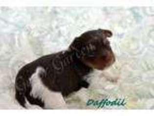 Yorkshire Terrier Puppy for sale in Gainesville, FL, USA