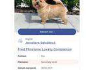 Norwich Terrier Puppy for sale in Huntersville, NC, USA
