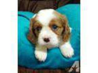 Cavalier King Charles Spaniel Puppy for sale in PEARL CITY, HI, USA