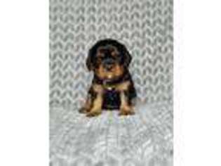 Cavalier King Charles Spaniel Puppy for sale in New Lenox, IL, USA