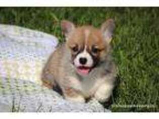 Pembroke Welsh Corgi Puppy for sale in Wever, IA, USA