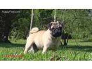 Pug Puppy for sale in Seabrook, TX, USA