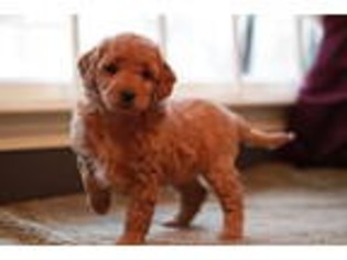 Goldendoodle Puppy for sale in Fayetteville, WV, USA