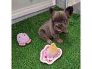 French Bulldog Puppy for sale in New Orleans, LA, USA