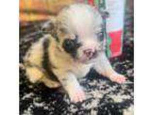 Chihuahua Puppy for sale in Madisonville, LA, USA