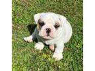 Bulldog Puppy for sale in Castle Hayne, NC, USA