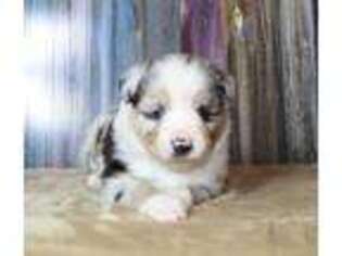 Miniature Australian Shepherd Puppy for sale in South Boston, VA, USA