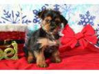Yorkshire Terrier Puppy for sale in Lewisburg, PA, USA