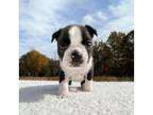 Boston Terrier Puppy for sale in Trussville, AL, USA