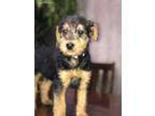 Airedale Terrier Puppy for sale in Pierpont, OH, USA