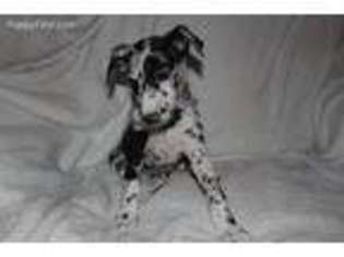Great Dane Puppy for sale in Big Prairie, OH, USA