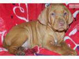 Vizsla Puppy for sale in Victoria, TX, USA