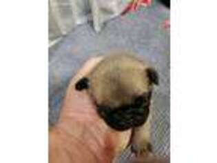 Pug Puppy for sale in Glencoe, KY, USA
