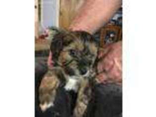Yorkshire Terrier Puppy for sale in Springfield, OR, USA