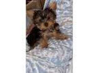 Yorkshire Terrier Puppy for sale in Council Bluffs, IA, USA