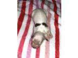 Dachshund Puppy for sale in Ogden, IA, USA