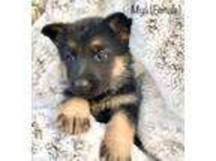 German Shepherd Dog Puppy for sale in Kalona, IA, USA