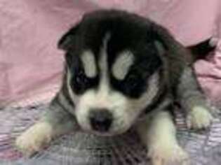 Siberian Husky Puppy for sale in Princeton, MN, USA