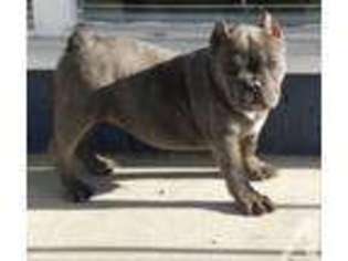 Bulldog Puppy for sale in CULVER CITY, CA, USA