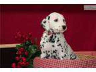 Dalmatian Puppy for sale in Youngstown, OH, USA