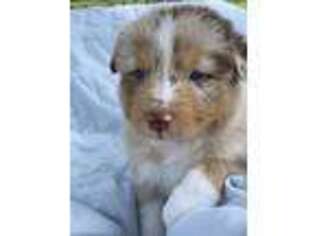 Australian Shepherd Puppy for sale in Corydon, IN, USA
