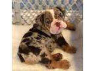 Bulldog Puppy for sale in Walhalla, SC, USA