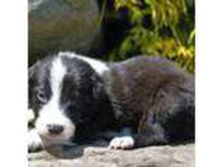 Border Collie Puppy for sale in Drumore, PA, USA