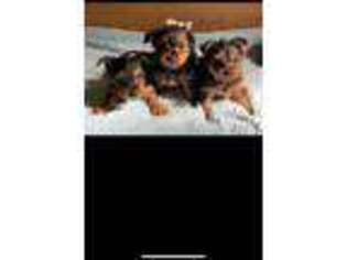 Yorkshire Terrier Puppy for sale in Yucca Valley, CA, USA