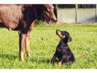 Doberman Pinscher Puppy for sale in Pontotoc, MS, USA