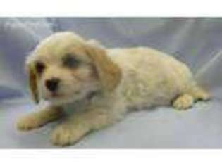 Cavachon Puppy for sale in Strasburg, CO, USA