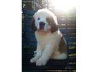 Saint Bernard Puppy for sale in Statesville, NC, USA