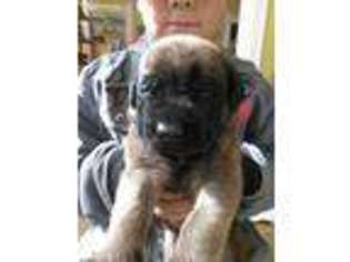 Mastiff Puppy for sale in Stockton, CA, USA