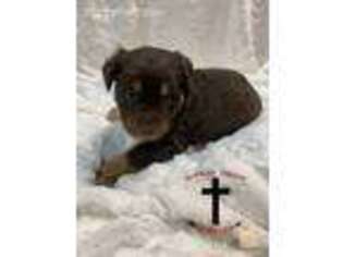 Australian Shepherd Puppy for sale in Davis, OK, USA