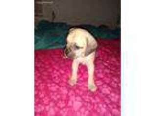 Puggle Puppy for sale in Bronx, NY, USA