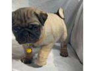 Pug Puppy for sale in Little Falls, NJ, USA