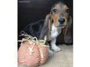 Basset Hound Puppy for sale in Blountville, TN, USA