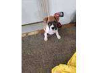 Boxer Puppy for sale in Jasper, MN, USA