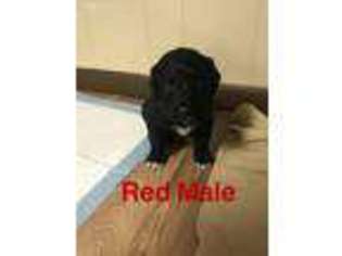 Mutt Puppy for sale in Lima, NY, USA