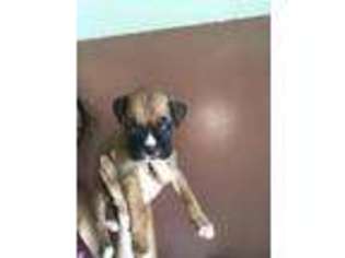 Boxer Puppy for sale in Middletown, CT, USA