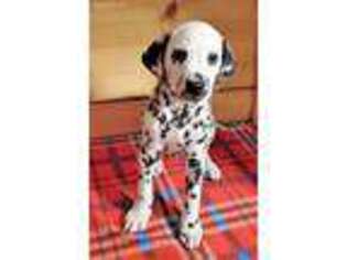 Dalmatian Puppy for sale in Butler, OH, USA