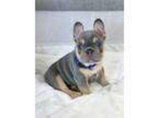 French Bulldog Puppy for sale in Ferndale, WA, USA