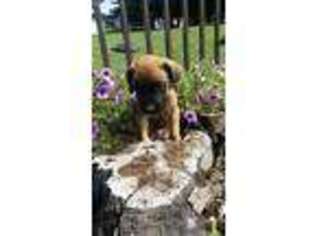 Mastiff Puppy for sale in Loogootee, IN, USA