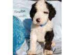 Mutt Puppy for sale in West Terre Haute, IN, USA