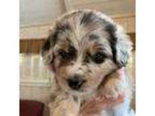 Australian Shepherd Puppy for sale in Gordon, TX, USA