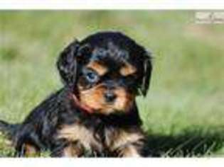 Cavalier King Charles Spaniel Puppy for sale in Missoula, MT, USA